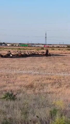 A flock of sheep moves across a dry, grassy field. A lone person, wearing dark clothing, walks behind the sheep, appearing to herd them. In the background, there are power lines, a tall pylon, and some distant buildings and vehicles, suggesting an industrial or semi-rural setting. The sky is clear and blue. The scene is filmed from a slightly elevated perspective, looking across the field.