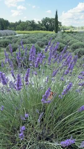 A close-up video shows a close-up of a bush of purple lavender flowers. Two butterflies with orange and black markings are visible on the lavender stalks. In the background, rows of lavender stretch into the distance under a partly cloudy blue sky. Trees and a tall, slender cypress tree are visible on the horizon.