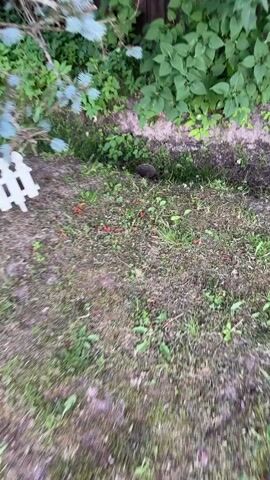 A hedgehog is walking among green plants and grass. The camera is moving and the footage is blurry.