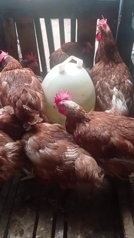 The video shows several brown chickens gathered around a large white plastic water jug in a wooden enclosure. Some chickens are looking at the camera, while others are pecking at the ground. The enclosure appears to be made of rough wooden planks and has a slatted floor. The lighting is somewhat dim, suggesting it might be indoors or overcast. There is no discernible human presence or activity in the frame.