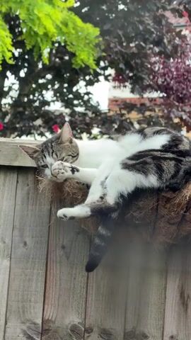 A tabby and white cat is resting on a hanging basket, perched on top of a wooden fence. The cat is lying on its side, curled up and appearing to be very relaxed. Its paws are tucked underneath its body, and its tail is hanging down. The cat has a pink collar on.

The background shows lush green foliage and some trees with darker, reddish leaves, suggesting an outdoor setting with a variety of plant life. The wooden fence is weathered, indicating it's an outdoor garden feature. The lighting suggests it's daytime, possibly late morning or afternoon. The overall scene evokes a peaceful and tranquil atmosphere, with the cat enjoying a comfortable nap in a natural environment. There is no visible text in the media file.