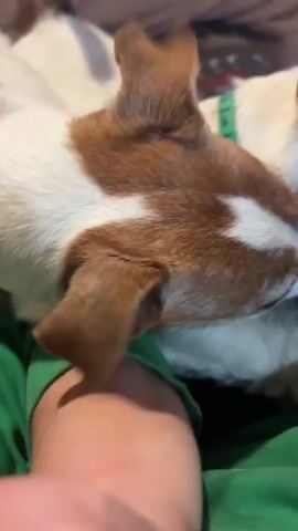 A close-up shot shows two dogs. One is predominantly white with brown markings on its head and back. The other dog, mostly brown and white, is nestled closer to the camera, facing away from the viewer. Both dogs appear to be on a person's lap, with a green fabric visible in the foreground and beige fabric in the background. One dog is wearing a green collar. The dogs are interacting, with the closer dog appearing to nuzzle or lick the other. The video is slightly blurry.