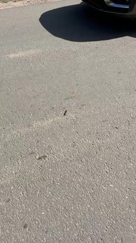 The video shows a close-up view of an asphalt surface. A small, segmented, reddish-brown caterpillar is crawling across the asphalt from left to right. The caterpillar is the primary focus of the video, and its movement is clearly visible. The background is out of focus, but appears to be more asphalt. There is a blurred portion of a grey vehicle visible in the upper left corner of the frame. The lighting suggests it is daytime.