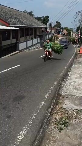 A man is riding a pink motorcycle down a paved road, carrying a large bundle of green foliage strapped to the back. He is wearing a green shirt and shorts. A black SUV is driving in the opposite direction. The road is lined with buildings on the left and a sidewalk on the right. The sky is clear and blue.