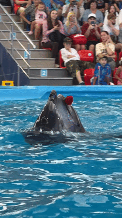 Dolphin and sea lion show at Sochi's indoor marine park