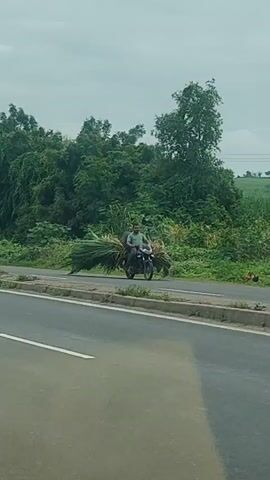 A man rides a motorcycle loaded with a large bundle of grass on a road with vegetation on the side. A chicken is visible on the side of the road.