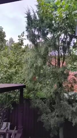 The video shows a view of trees and foliage from a covered outdoor area. A wooden fence is visible in the foreground. A large evergreen tree with some brown branches is central to the frame. Other trees with green leaves are behind it. The sky appears overcast. The camera angle is looking upwards and outwards.
