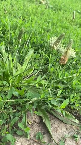 A close-up video shows a plantain plant in a grassy area. The plant has long, green leaves and several spikes of small flowers. Some of the flowers are green and tightly packed, while others are white and feathery, with some browning at the tips. The background is blurred green grass.