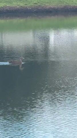 A single duck swims across a calm body of water, leaving a faint ripple in its wake. The water's surface reflects the surroundings, showing a blurry green area above and indistinct structures. The duck is positioned in the left half of the frame and is moving from left to right. The lighting appears to be soft, suggesting it might be early morning or late afternoon. The overall scene is tranquil.