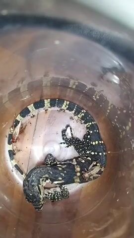 The video shows two juvenile water monitor lizards with black and yellow spotted markings coiled together inside a clear plastic container. The container has a dark rim and appears to be made of plastic. The lizards are lying on a wooden surface at the bottom of the container. One lizard's head is resting on the other's body. Small insects are visible on the wooden surface.
