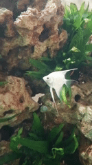 Angelfish displays documented at North Kuta aquarium facility