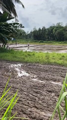 The video shows a rural landscape with a muddy foreground and a flooded rice paddy in the background. Two figures, presumably farmers, are walking in the shallow water of the rice paddy, one of them appearing to be tending to the crop. Lush green vegetation lines the edge of the paddy, and a cluster of trees forms a backdrop against a cloudy sky. The overall impression is one of agricultural activity in a natural setting.