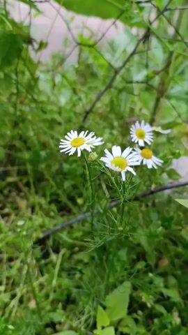This is a close-up, vertical, video recording of a patch of small white daisies with yellow centers, growing in lush green foliage. The daisies are clustered together, with several in focus in the foreground and others slightly blurred in the background. Thin, delicate green stems and feathery leaves surround the flowers. A dark, thin object, possibly a wire or thin branch, runs horizontally across the middle of the frame, with a blurred, chain-link fence visible in the upper background. The overall impression is of a natural, outdoor setting, possibly a field or garden, with the soft focus and green hues suggesting a bright, possibly overcast, day. The scene is tranquil and natural. There is no visible text in the video. The location context provided is Ак-Дөбө, Kyrgyzstan.