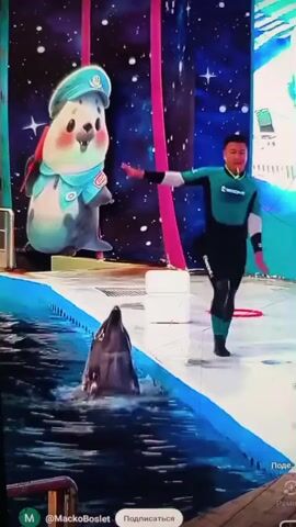 This is a screen recording of a dolphin show taking place in a pool. In the foreground, a dolphin surfaces from the water. To the right of the pool, a person in a teal and black wetsuit stands, facing the dolphin. In the background, a large screen displays a cartoon seal character wearing a blue hat and uniform. The screen also depicts a starry, outer-space-like scene. A pink rope hangs vertically from the ceiling in the center of the frame. The lighting appears to be indoor. Visible text includes "@MackoBoslet" and "Подписаться". The overall atmosphere suggests a performance or entertainment event.