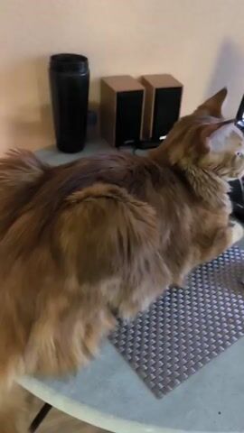 A person is petting a large, long-haired, reddish-brown cat. The cat is lying on a table next to a laptop, speakers, and a mug. The laptop is open to a web page showing a woman’s face. The person pets the cat on the head and then scratches its chin. The cat yawns broadly, revealing its teeth.