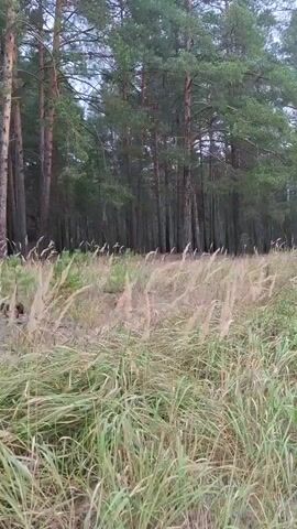 The video pans across a forest edge with tall pine trees. In the foreground, dry grasses and some green foliage are visible, swaying slightly. A sandy path or dirt road is seen on the right side of the frame, leading further into the distance. The sky is overcast and gray. The scene appears to be a natural, outdoor environment.