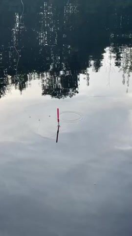 The video shows a fishing bobber floating on the surface of calm water. The bobber is red and cylindrical with a white tip. A fishing line is attached to the bobber and extends out of frame to the left. The water is clear and reflects the surrounding trees and sky. The reflection creates an inverted image of the environment. There are small ripples on the water surface around the bobber. The scene appears to be outdoors, likely in a natural setting.