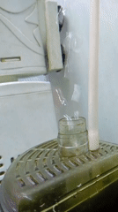 Blue betta fish observed in planted aquarium with operational filter