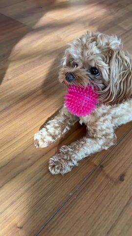 A small tan dog with curly fur lies on a wooden floor. The dog is holding a bright pink spiky ball in its mouth. The dog's paws are resting on the floor. Sunlight casts a shadow on the floor to the left of the dog.