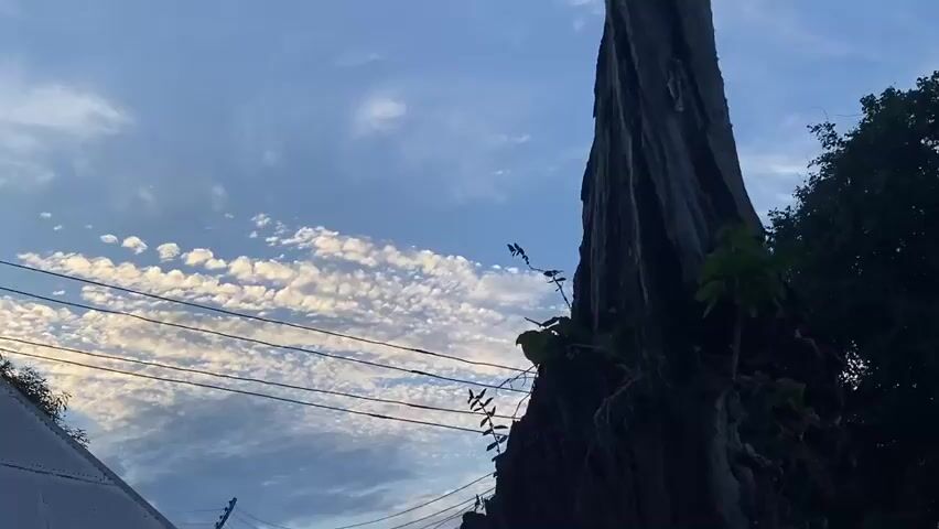 The video shows a large, dead tree stump in a rural setting. The stump is dark and weathered, with small green plants growing on it. Behind the stump is a blue sky with wispy clouds. In the distance, there are trees, a palm tree, and what appears to be a small building. There are also power lines visible in the foreground. The video pans slightly, revealing more of the surrounding landscape. Children's voices can be heard in the background.