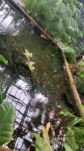 The video shows a pond filled with small red and white fish. The pond is surrounded by lush greenery. The water reflects the glass ceiling above, and fallen leaves float on the surface. The camera pans up to reveal a dense tropical garden with various types of plants. The ground is paved with stone.