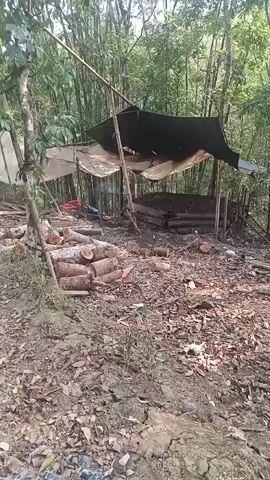 The video shows a campsite in a forest. There are several piles of cut logs in the foreground and a makeshift shelter in the background. The shelter is made of tarps and bamboo poles, and it appears to be an open-air structure. There are some bags of what looks like charcoal piled up behind the shelter. The ground is covered in fallen leaves and debris, and the trees are densely packed. The overall impression is one of a rustic, semi-permanent encampment in a wooded area.