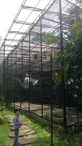 A young boy in a striped shirt and gray pants stands on a stone path outside a large, black metal cage. The cage has a transparent roof and mesh sides, and appears to house several animals, possibly birds, visible within. The boy is holding a small object in his hands and looking up at the cage. The area around the cage is grassy and features a bamboo plant on the right side of the frame. The lighting suggests it is daytime.
