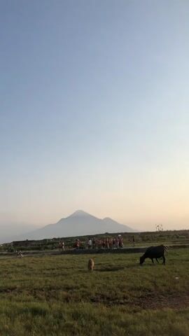 The video captures an outdoor scene with a wide, open grassy field in the foreground. A large, conical mountain is visible in the distance, silhouetted against a clear, pale blue sky. A group of people, appearing as small figures from this distance, are gathered in the middle ground. There are two animals in the field: a small, light-colored dog and a dark-colored cow. The cow is grazing on the grass. The light suggests it is either early morning or late afternoon.