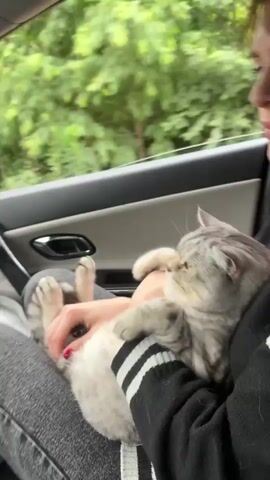 The video shows a person holding a light gray tabby kitten in their lap while sitting in the passenger seat of a car. The kitten is on its back, with its paws in the air. The person's hands are gently supporting the kitten. The person is wearing a black hoodie with white stripes on the sleeves and gray jeans. The interior of the car is visible, including the door panel and window. Outside the window, blurred green trees and foliage can be seen, indicating the car is in motion.
