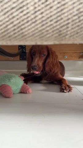 A medium shot video shows a brown dog lying on the floor with a pink ball in its mouth. To the dog's left is a pink and green stuffed toy. The dog is under a bed or piece of furniture, with the bed frame visible above. The lighting is natural and the floor appears to be tiled.