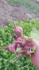 Vegetable harvest documented in Iranian garden with distinctive details