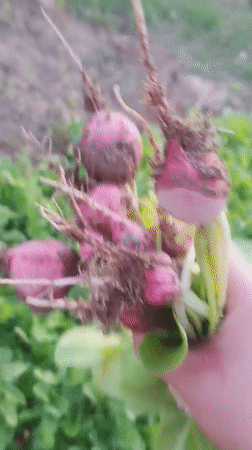 Vegetable harvest documented in Iranian garden with distinctive details