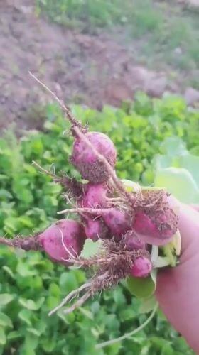 Vegetable harvest documented in Iranian garden with distinctive details