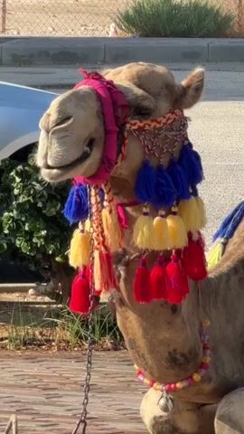 The video shows a close-up of a camel's head and neck. The camel is adorned with colorful tassels and beaded decorations around its head and neck. A chain is visible hanging from its headpiece. The camel appears to be outdoors in a sunny environment with a blurred background of foliage and a light-colored fence. A silver car is partially visible on the left side of the frame. In the upper left corner of the frame, a person's legs and feet are visible, suggesting they are standing nearby. The camel's eyes are partially closed, and its mouth is slightly open.