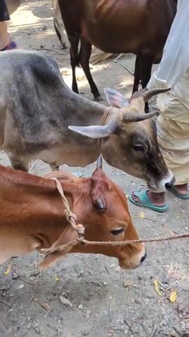 The video depicts a crowded outdoor scene, likely a market, with several cows and many people. In the foreground, two cows are visible, one brown and one light gray. A man in a light-colored garment is interacting with the gray cow, touching its head and horns. In the background, more cows are present, along with a crowd of men wearing traditional clothing, including lungis and shirts. Some people appear to be examining the cows. There are also trees and buildings in the background, one with a colorful awning. The ground is dirt and leaves. The overall atmosphere appears to be busy and communal.