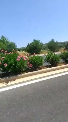 A first-person perspective video shows a scooter riding down a paved road. The scooter has a dark gray body and a windshield. The rider is wearing a dark blue jacket and dark pants. To the right of the road are beds of pink and red flowers and green bushes. The sky is clear blue.