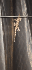 Camouflaged gecko spotted on dark surface in Vallecito, Venezuela