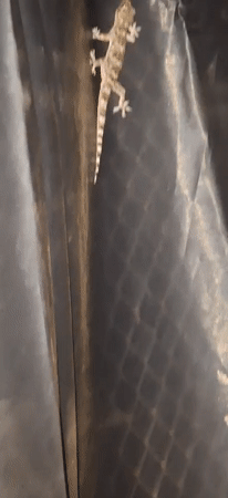 Camouflaged gecko spotted on dark surface in Vallecito, Venezuela
