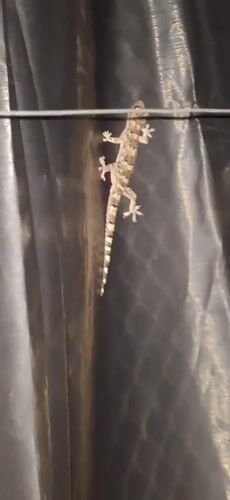 Camouflaged gecko spotted on dark surface in Vallecito, Venezuela