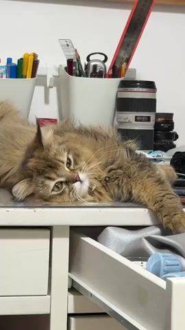 A fluffy, long-haired cat with brown and tan fur is lying on its side on a white desk. The cat's head is resting on the desk, and its eyes are partially closed. Its paws are extended forward. Behind the cat, there are several white containers holding pens, pencils, and markers. A ruler is leaning against the wall behind the containers. To the right of the containers, there are camera lenses. The desk has a partially open drawer, revealing some fabric and a blue object. The background is a white wall with a corkboard containing photos and drawings. The lighting is bright, suggesting an indoor setting.