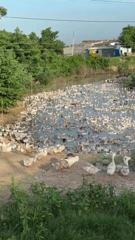 The video shows a large flock of ducks swimming in a muddy body of water. Some ducks are on the bank of the water. The area is surrounded by trees and vegetation. In the background, there are some buildings and power lines. The sky is clear and blue. The video is filmed from a slightly elevated position. The ducks appear to be a mix of white and brown, with some larger white geese also present in the foreground. The water is murky and reflects the sky and surrounding greenery.