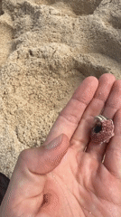 Beachgoer holds hermit crab in Pilar, Philippines