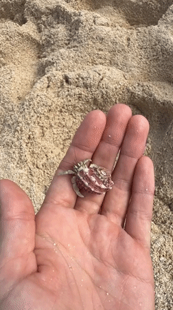 Beachgoer holds hermit crab in Pilar, Philippines