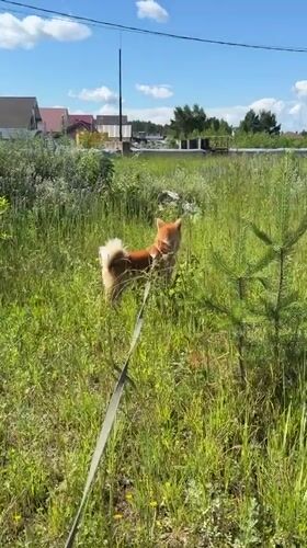 Dog walks and casual selfies on a summer morning in Chaikovsky