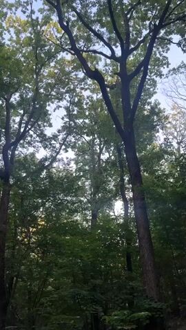 The video opens with a low-angle shot looking up at tall trees in a forest. The leaves are lush and green, suggesting a warm season, and the sky visible through the canopy is light blue, indicating it's daytime. As the camera pans down and to the right, the perspective shifts to a wider view of the forest floor.

The scene transitions to reveal a bright green picnic table situated in a clearing. Resting on the table are two helmets: one is predominantly red, and the other is white with pink accents. Behind the table, a small, open-sided gazebo with a dark roof and white posts is visible. The ground around the picnic table and gazebo is covered in dirt and scattered leaves. Further in the background, the dense forest continues, with more trees and undergrowth. There are also some rough, stacked logs on the right side of the frame, near the table. The overall impression is a peaceful, natural setting, likely a park or recreational area within a wooded environment. The presence of the picnic table and gazebo suggests a place for people to gather and relax outdoors. The time of day appears to be late afternoon, given the angle of the light filtering through the trees. No people are visible in the footage.