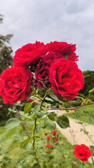 Deep red roses in bloom, shot close in Potsdam
