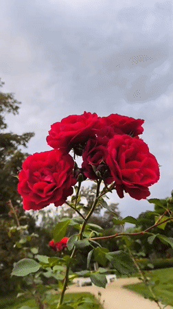 Deep red roses in bloom, shot close in Potsdam