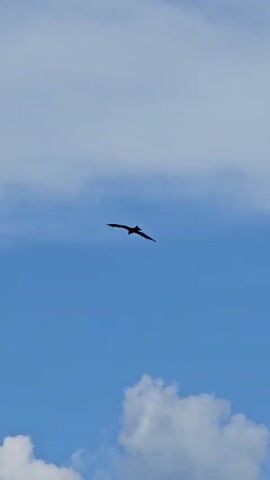 A bird with wings spread wide soars through a clear blue sky with a few white clouds. The bird is silhouetted against the sky, making its exact features indistinguishable. The camera angle is from below, looking up at the bird. Green foliage is visible at the bottom of the frame, suggesting the vantage point is from near ground level.