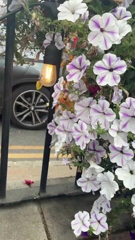 A close-up shot focuses on a cluster of blooming petunias with white petals striped with purple. The flowers are arranged in a hanging basket or planter. To the left of the flowers, a black pole supports a vintage-style Edison light bulb with a warm, glowing filament. Behind the flowers and pole, out of focus, is a street scene. A dark-colored car is visible on the left, with its front wheel and part of the car body apparent. Yellow and white street lines can be seen on the asphalt. A portion of a red car is also visible in the background, to the right of the dark car. The overall impression is a decorative outdoor setting, possibly an establishment's entrance or a public space.