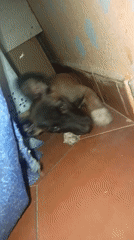 Puppy's daily life documented by residents in Juan Griego